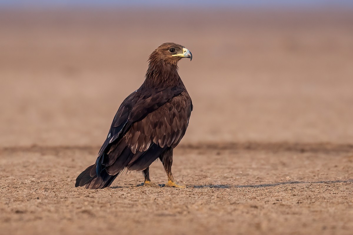 storskrikørn - ML648030081