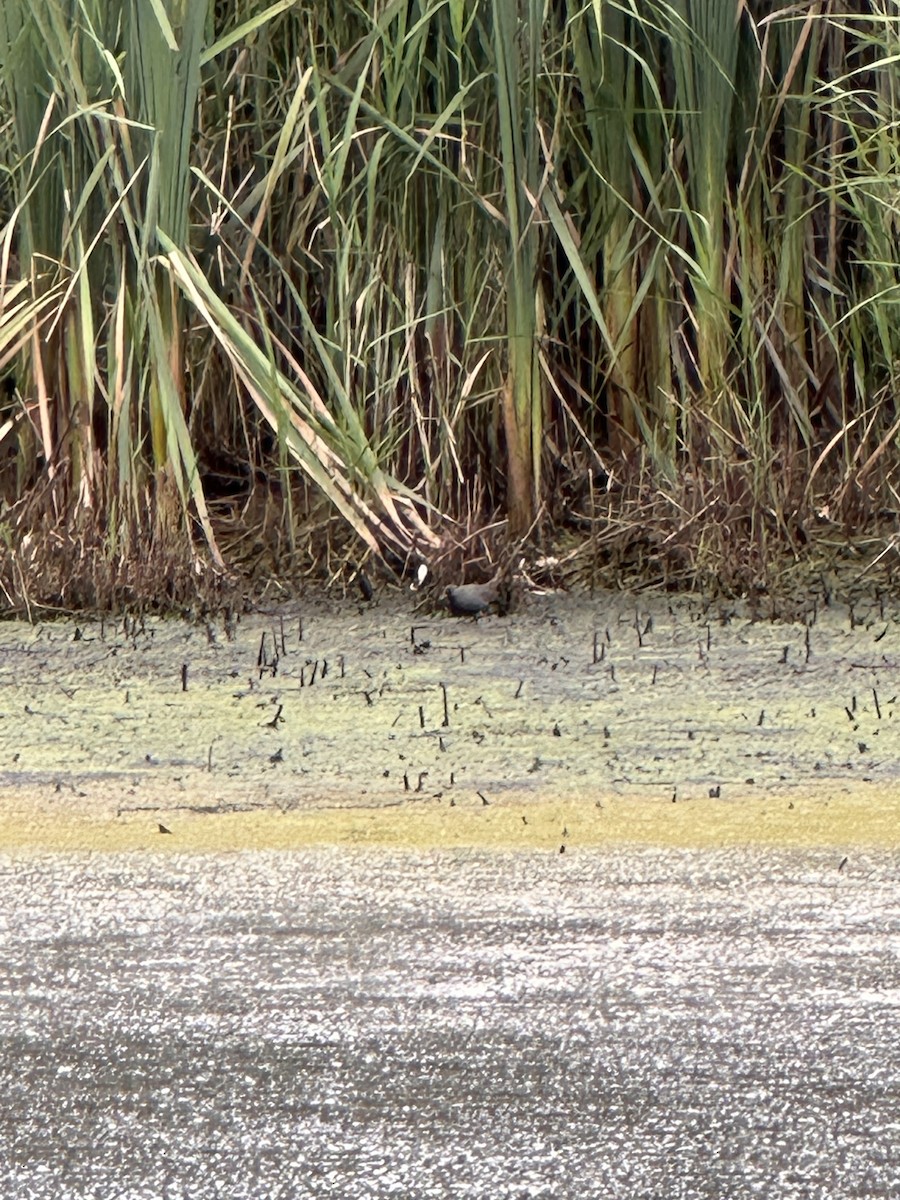 Australian Crake - ML648030476