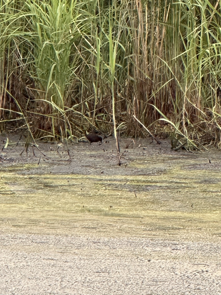 Spotless Crake - ML648030488