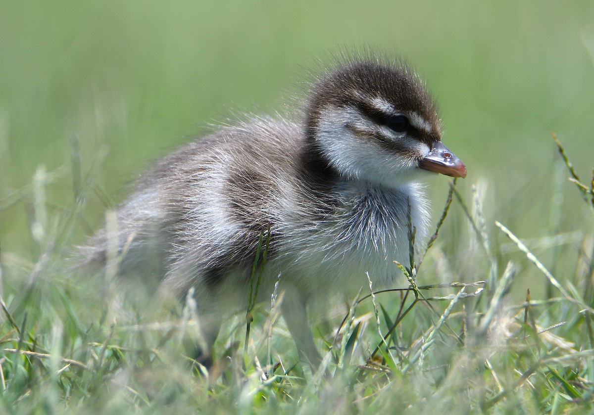 Maned Duck - ML648031450