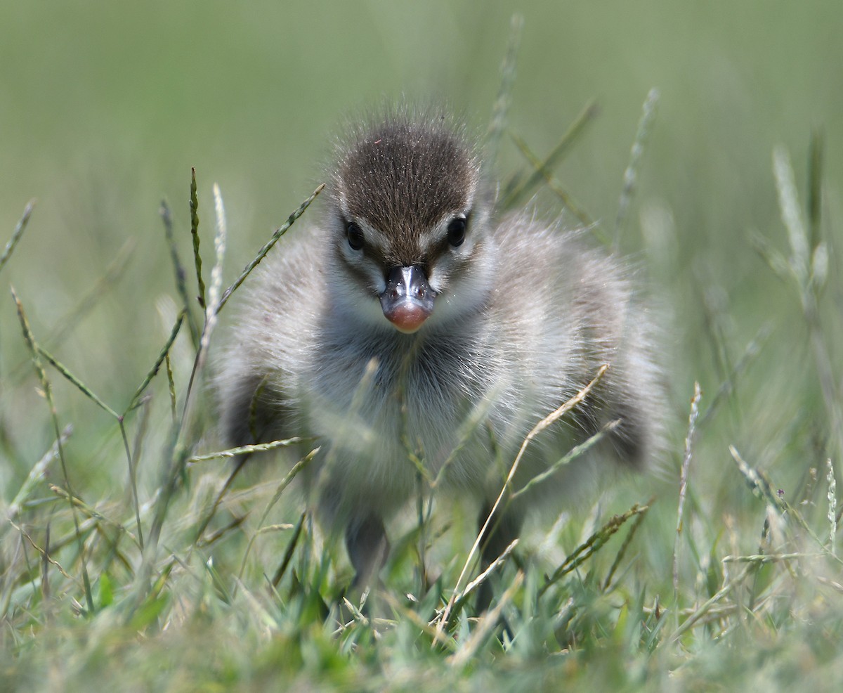 Maned Duck - ML648031451
