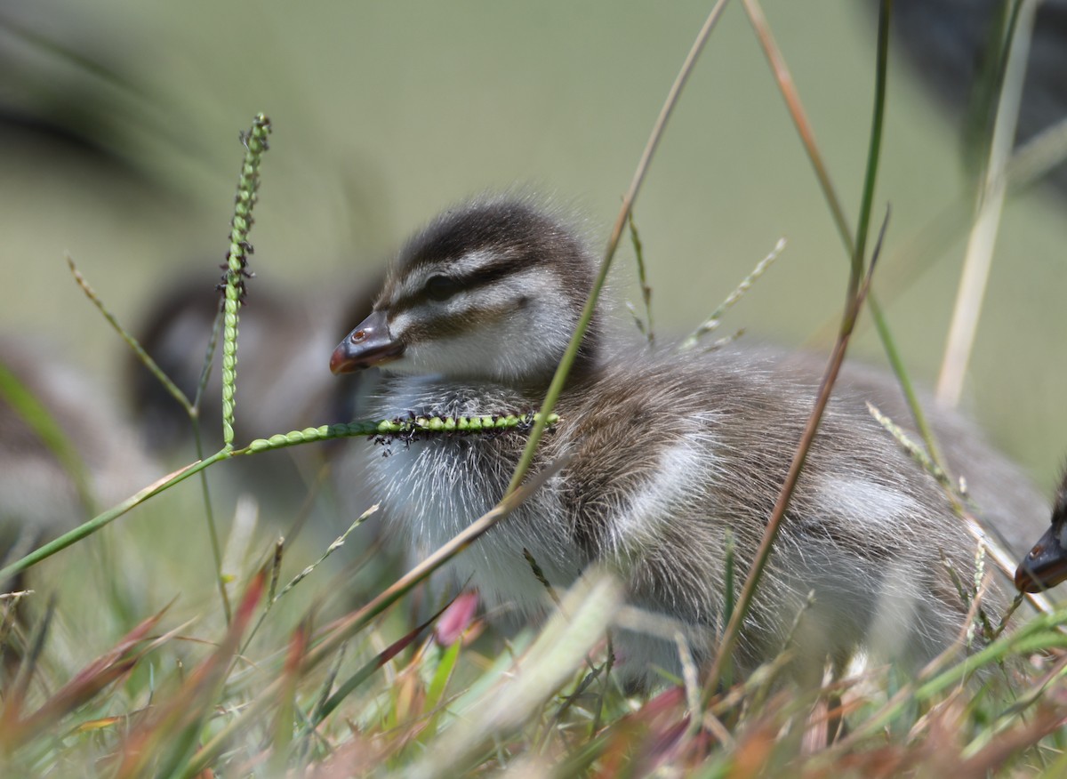 Maned Duck - ML648031454