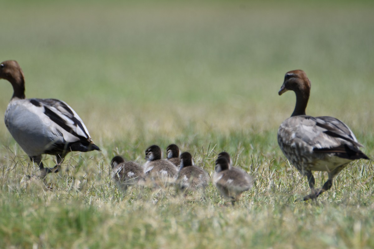 Maned Duck - ML648031458