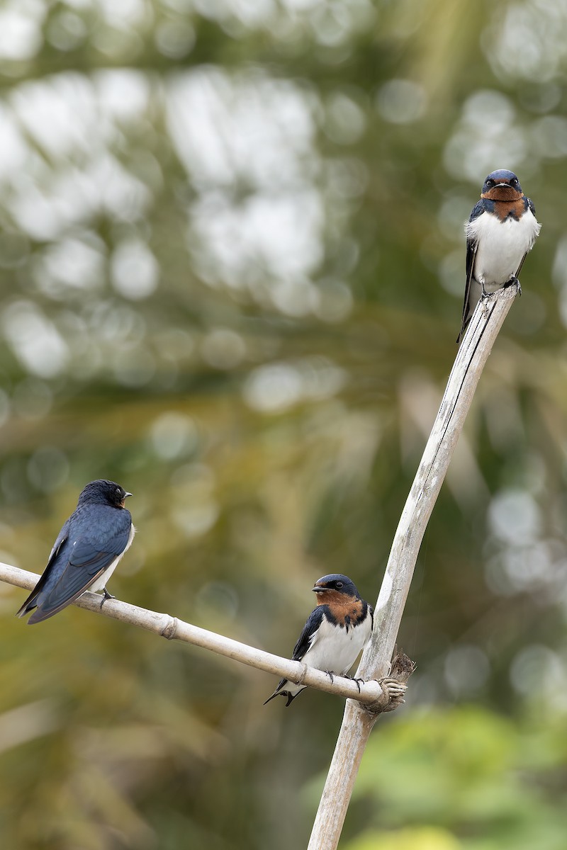 Red-chested Swallow - ML648033073