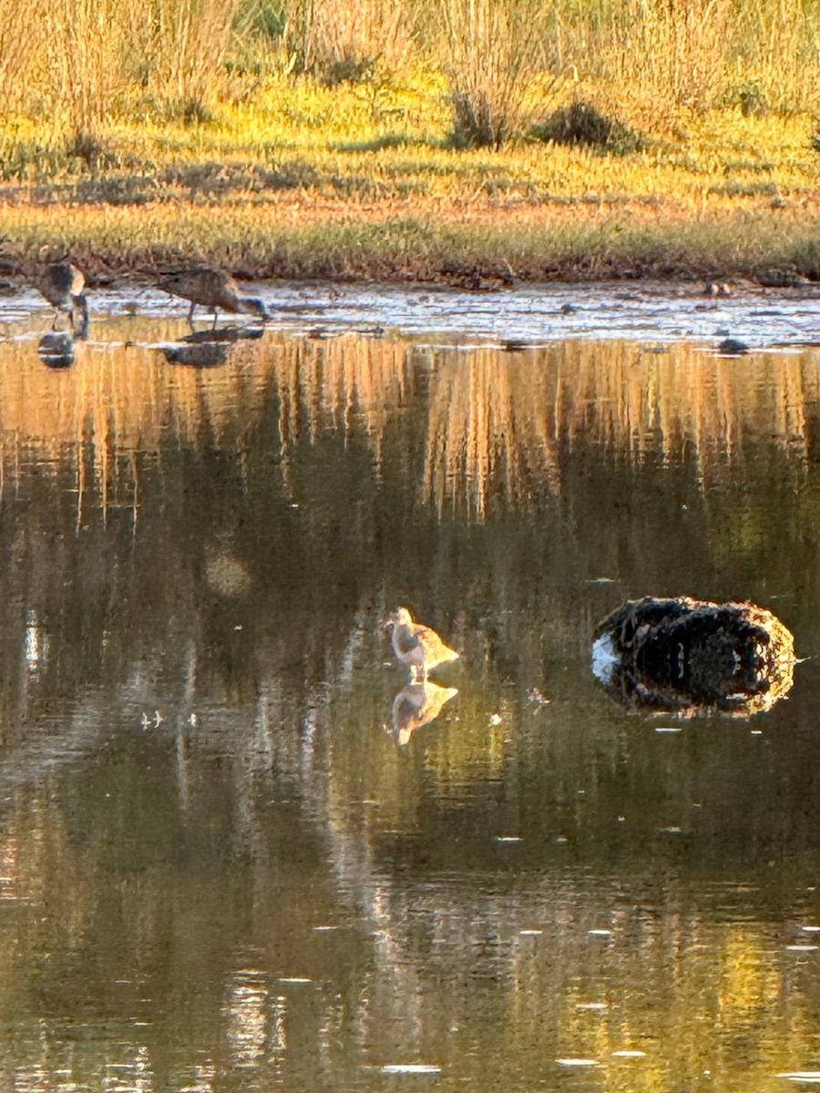Pectoral Sandpiper - ML648033684