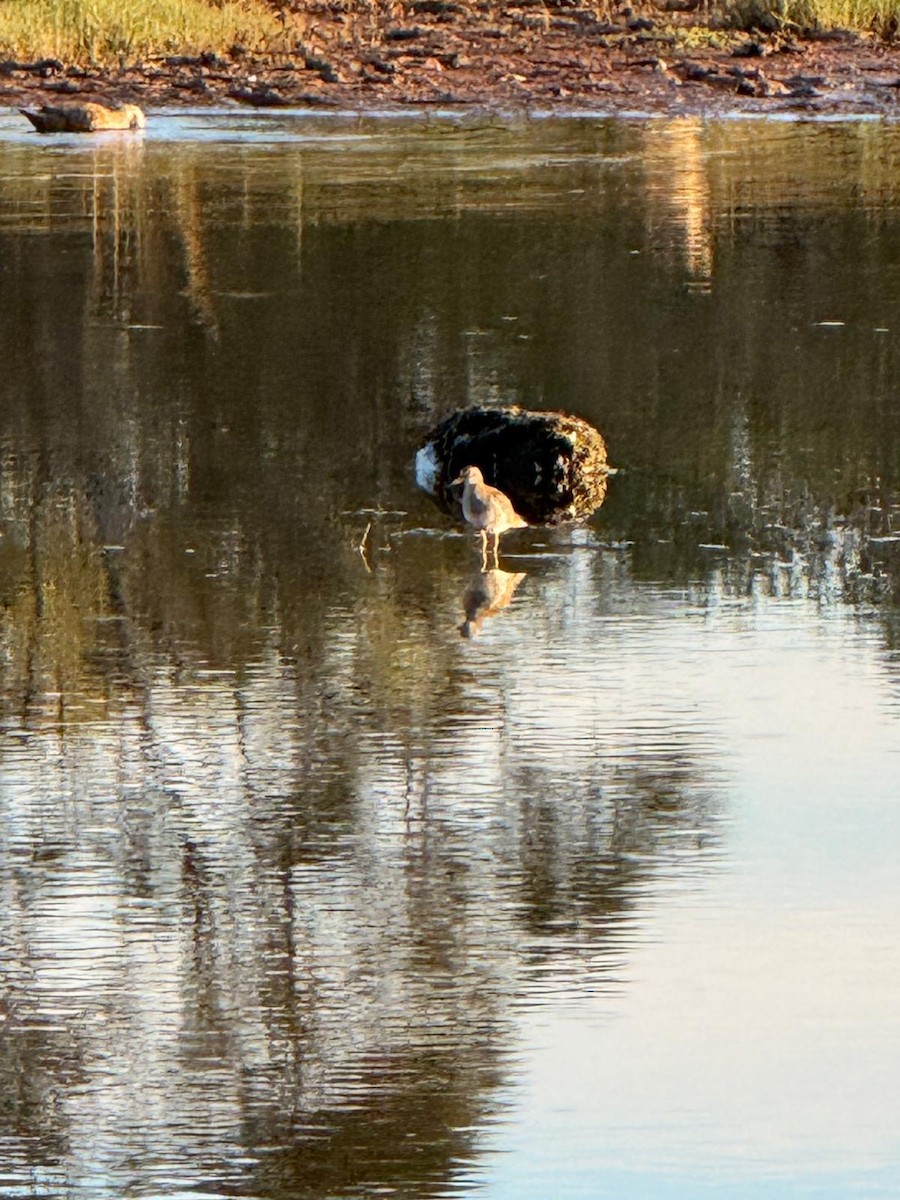 Pectoral Sandpiper - ML648033685