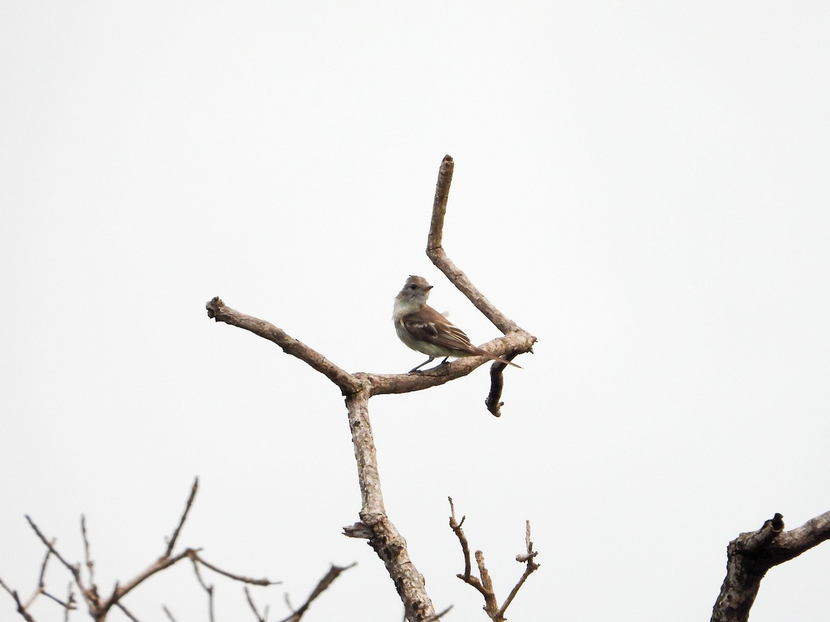 Lesser Elaenia - ML648033722