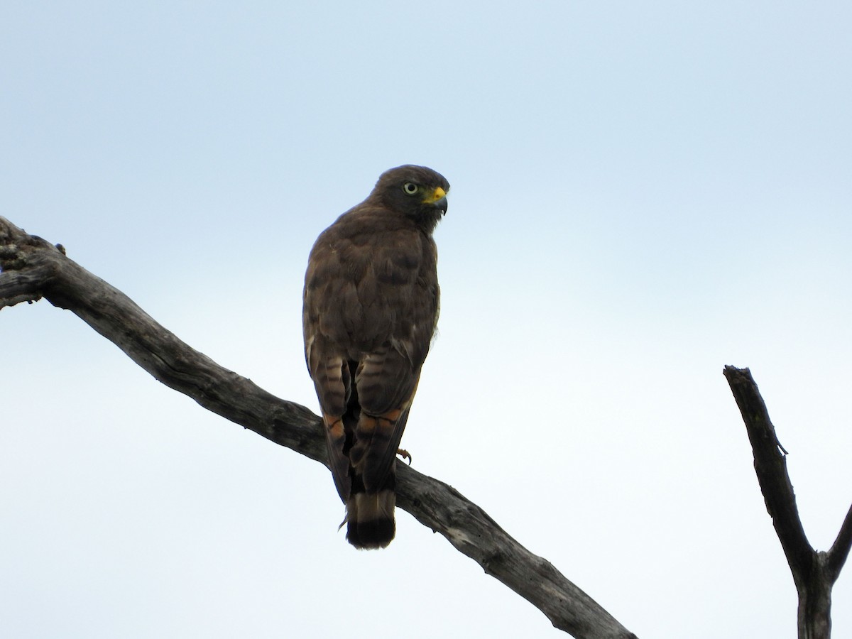 Roadside Hawk - ML648033748