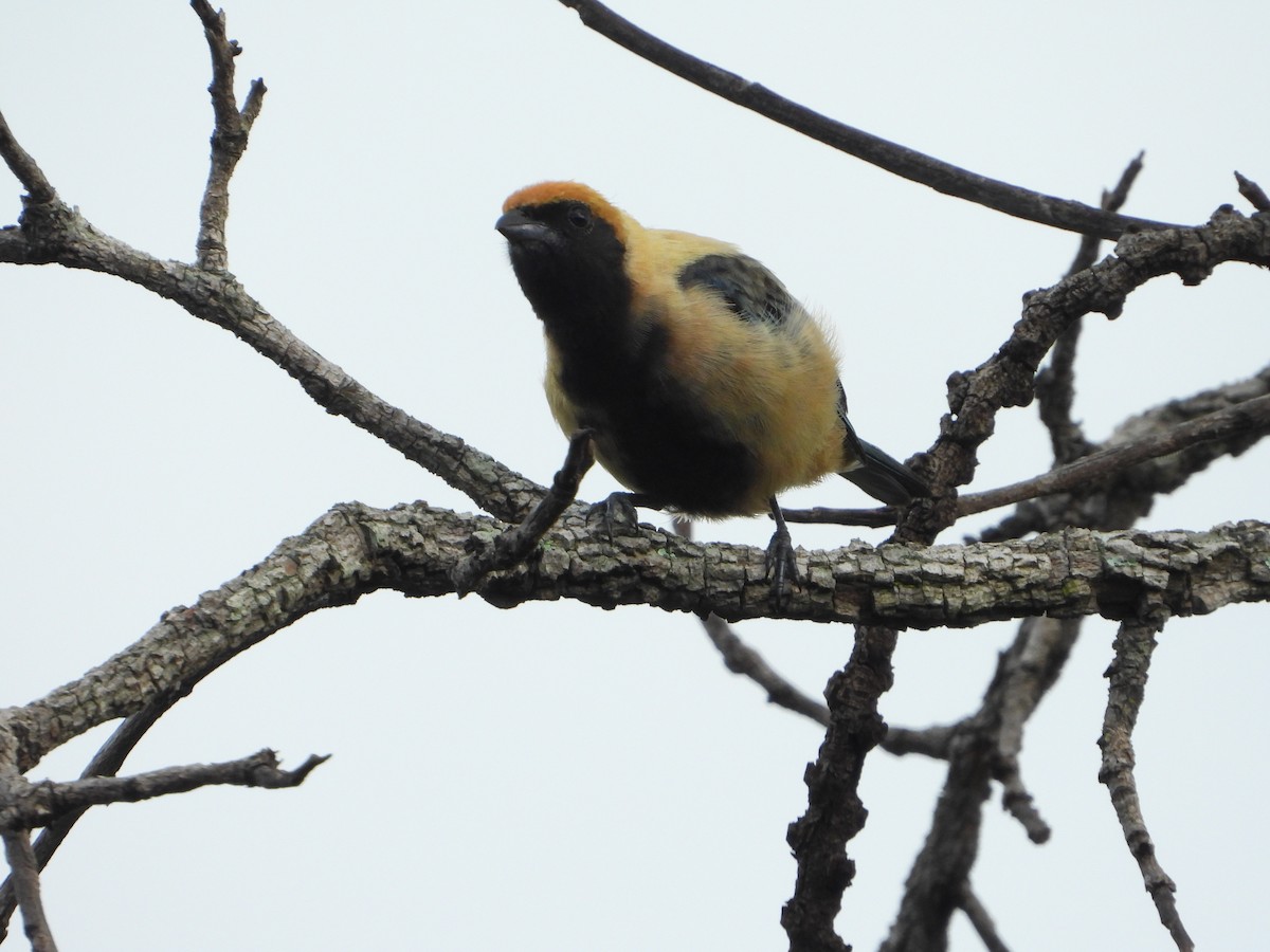 Burnished-buff Tanager - ML648033812