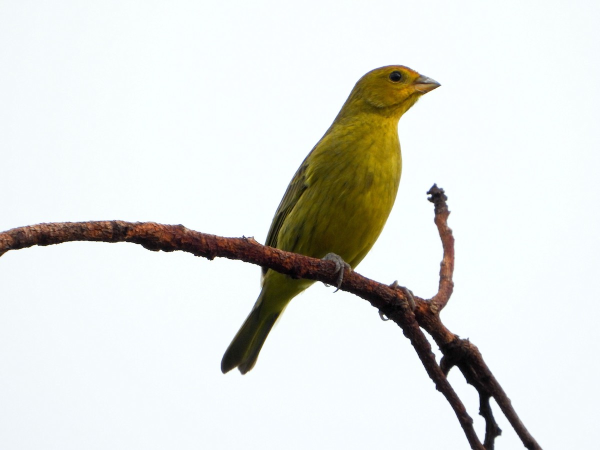 Saffron Finch - ML648033818