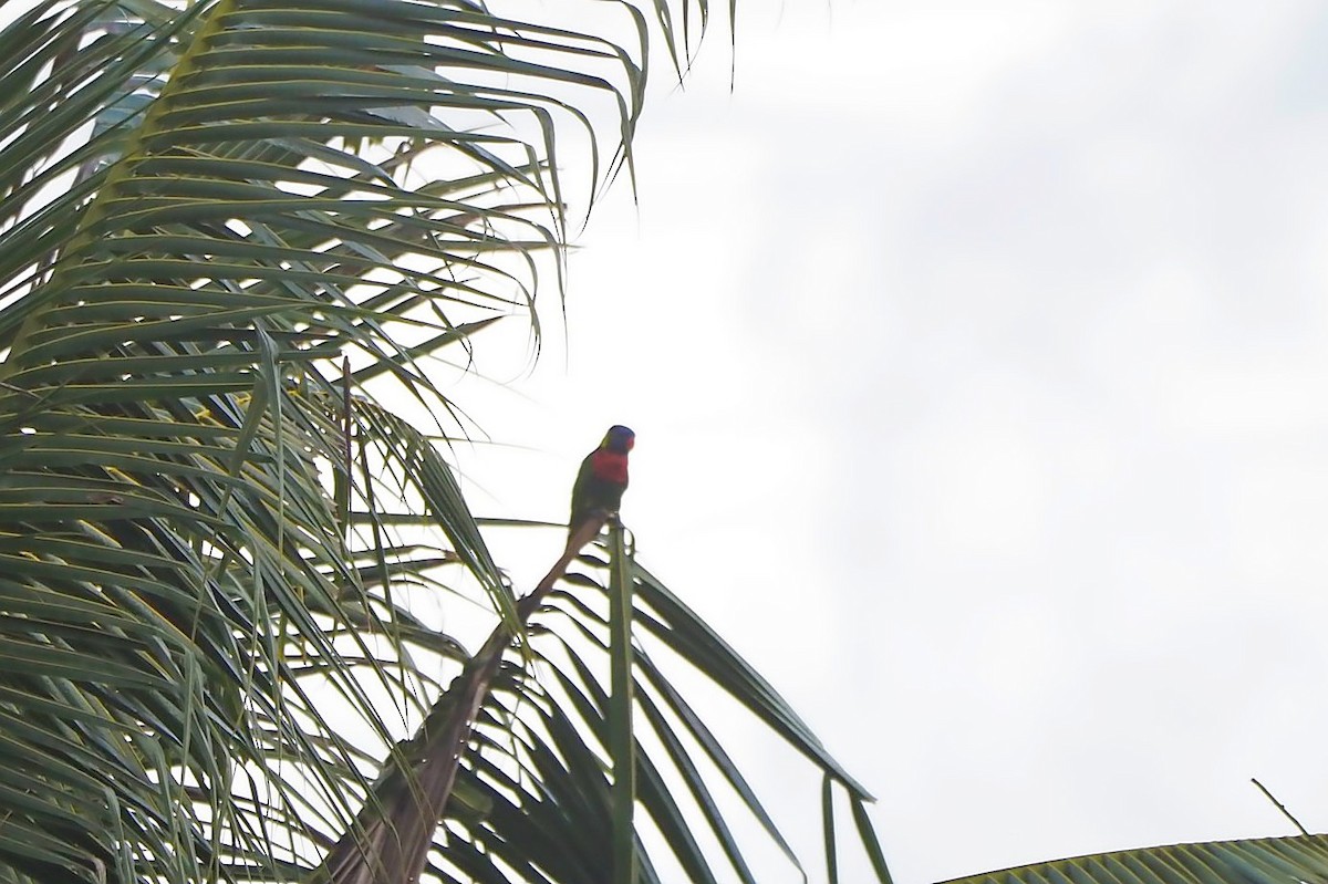 Лорікет веселковий - ML648034190