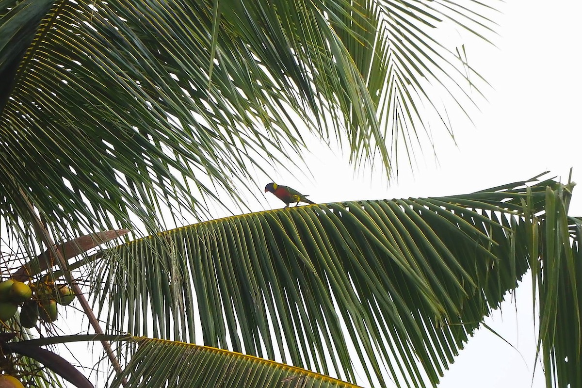 Лорікет веселковий - ML648034191