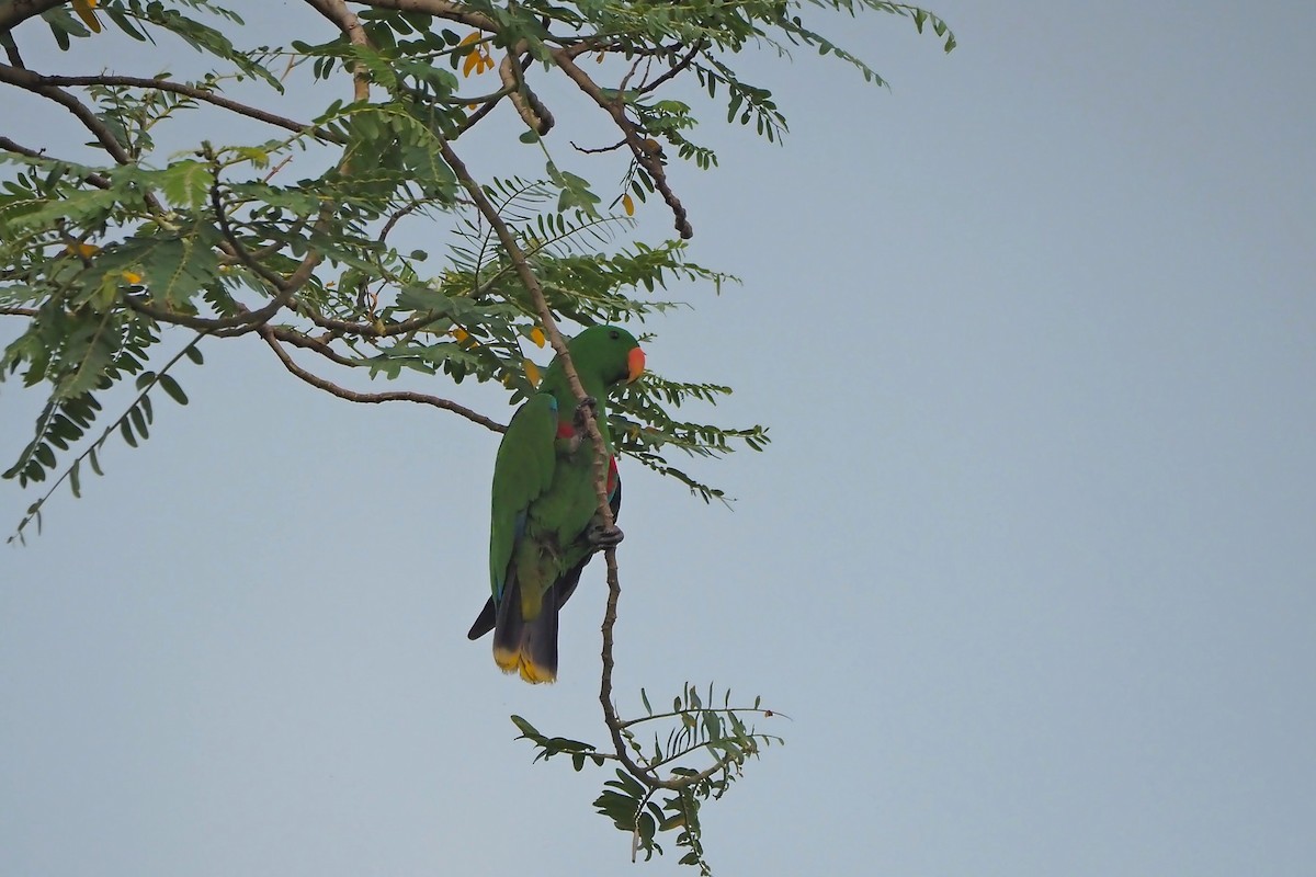 Papuan Eclectus - ML648034234