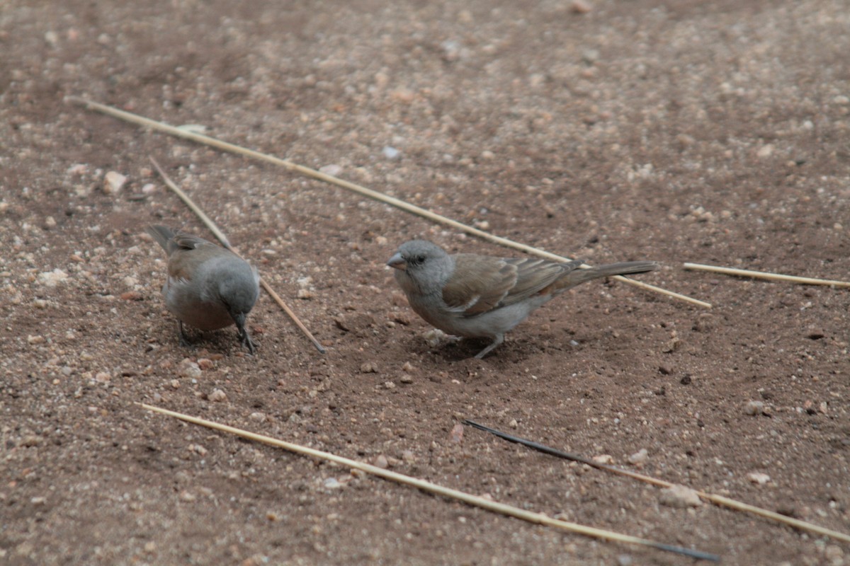 Southern Gray-headed Sparrow - JuanMa Pérez-García