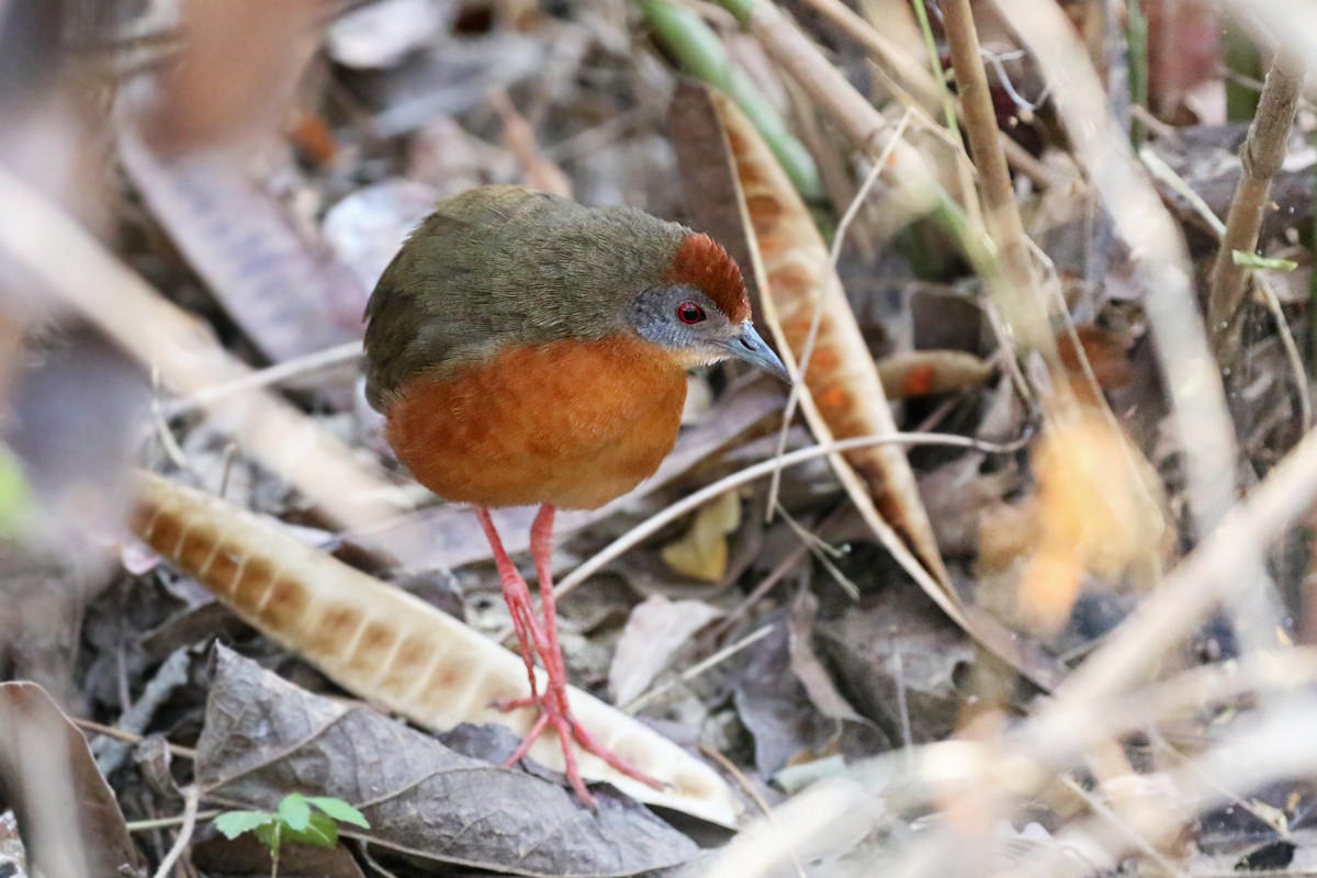 Russet-crowned Crake - Charley Hesse TROPICAL BIRDING