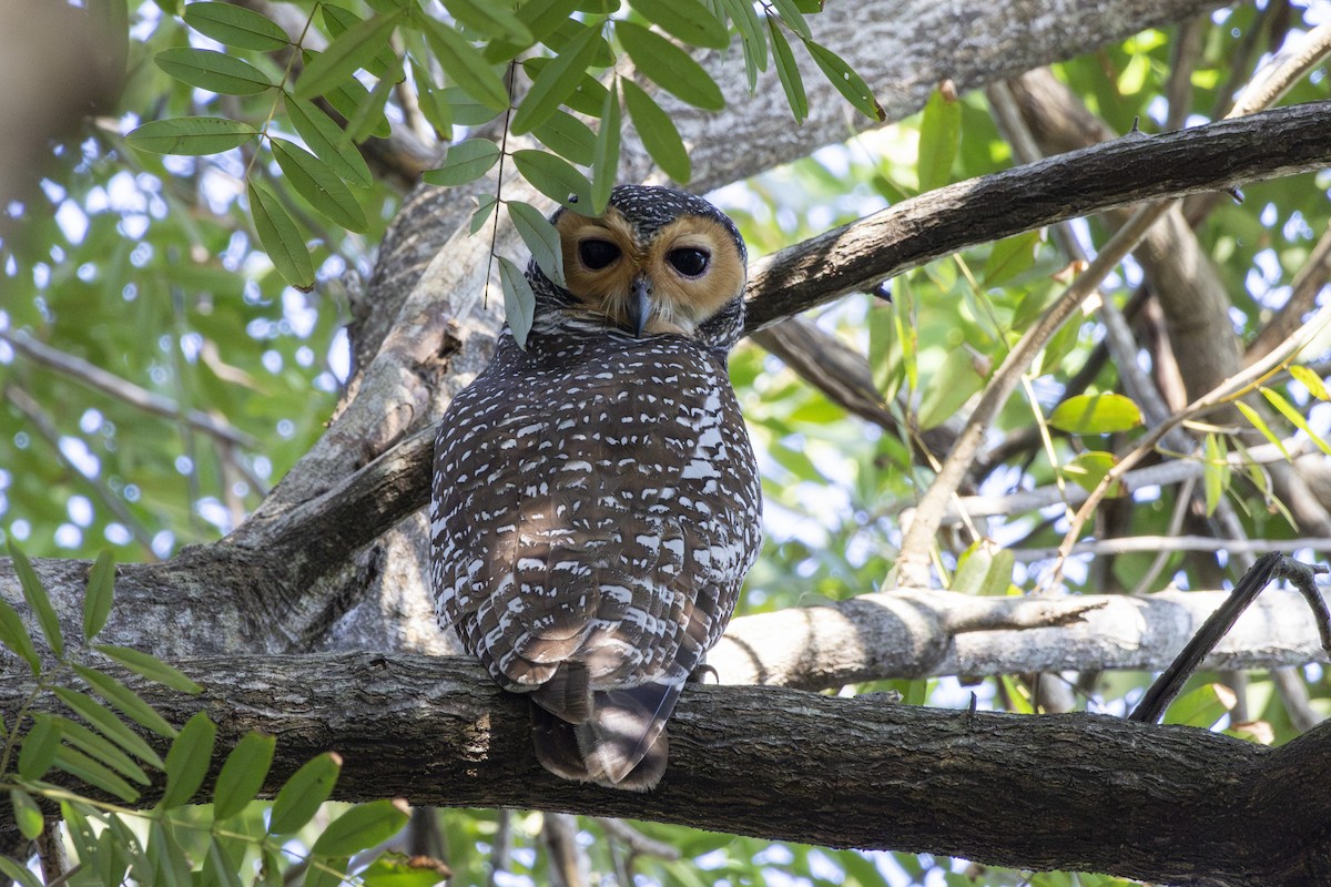 Пагодная неясыть - ML648034674