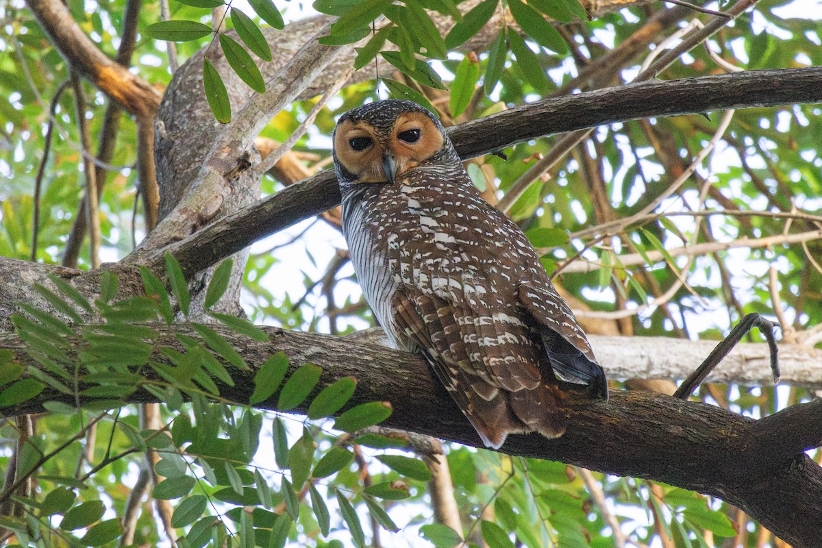 Пагодная неясыть - ML648034675