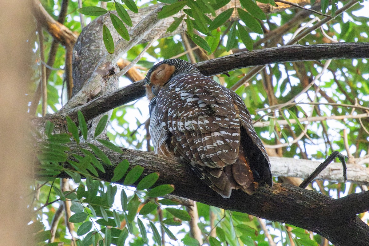 Пагодная неясыть - ML648034676