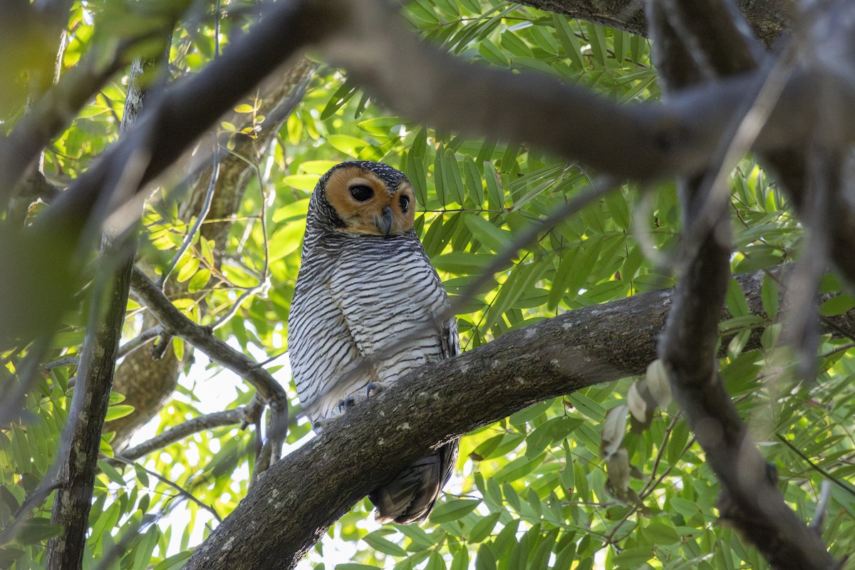 Пагодная неясыть - ML648034677