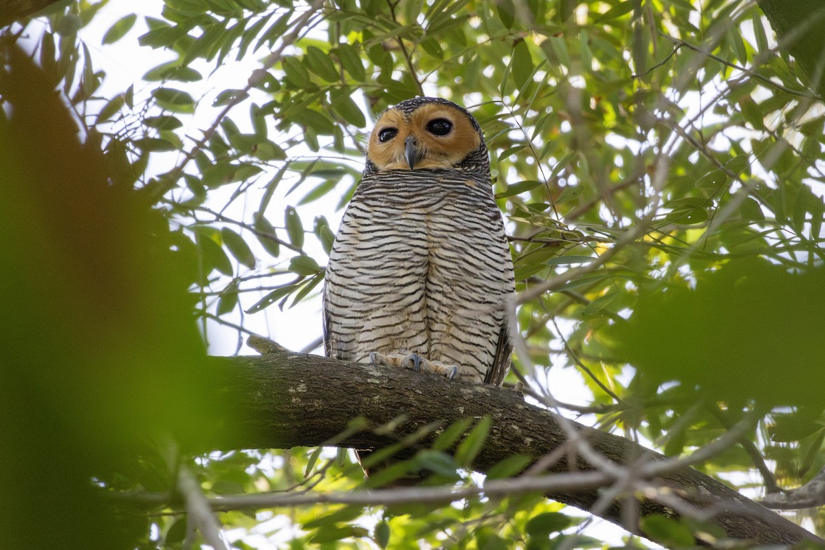 Пагодная неясыть - ML648034679