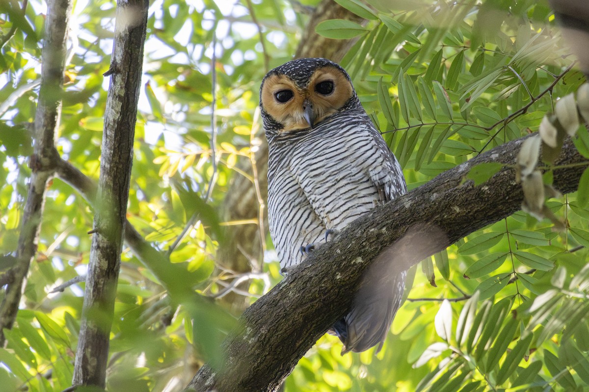 Пагодная неясыть - ML648034680