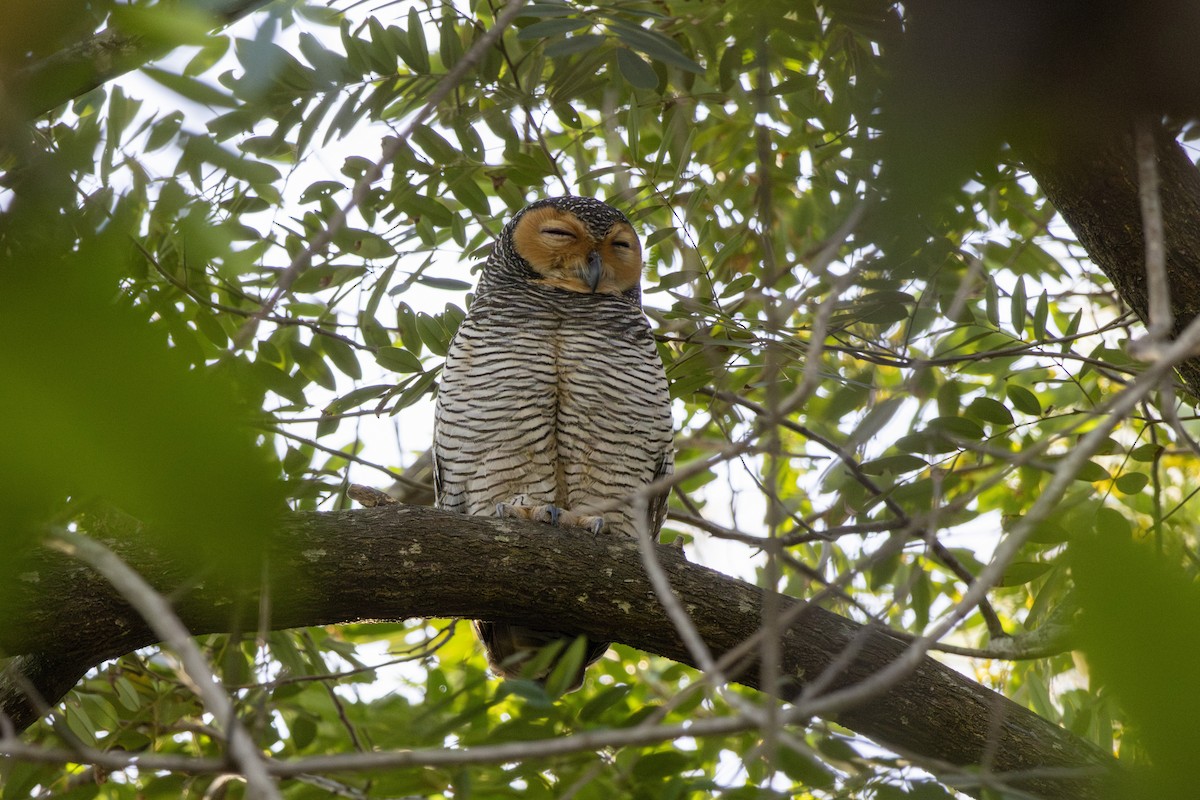Пагодная неясыть - ML648034681