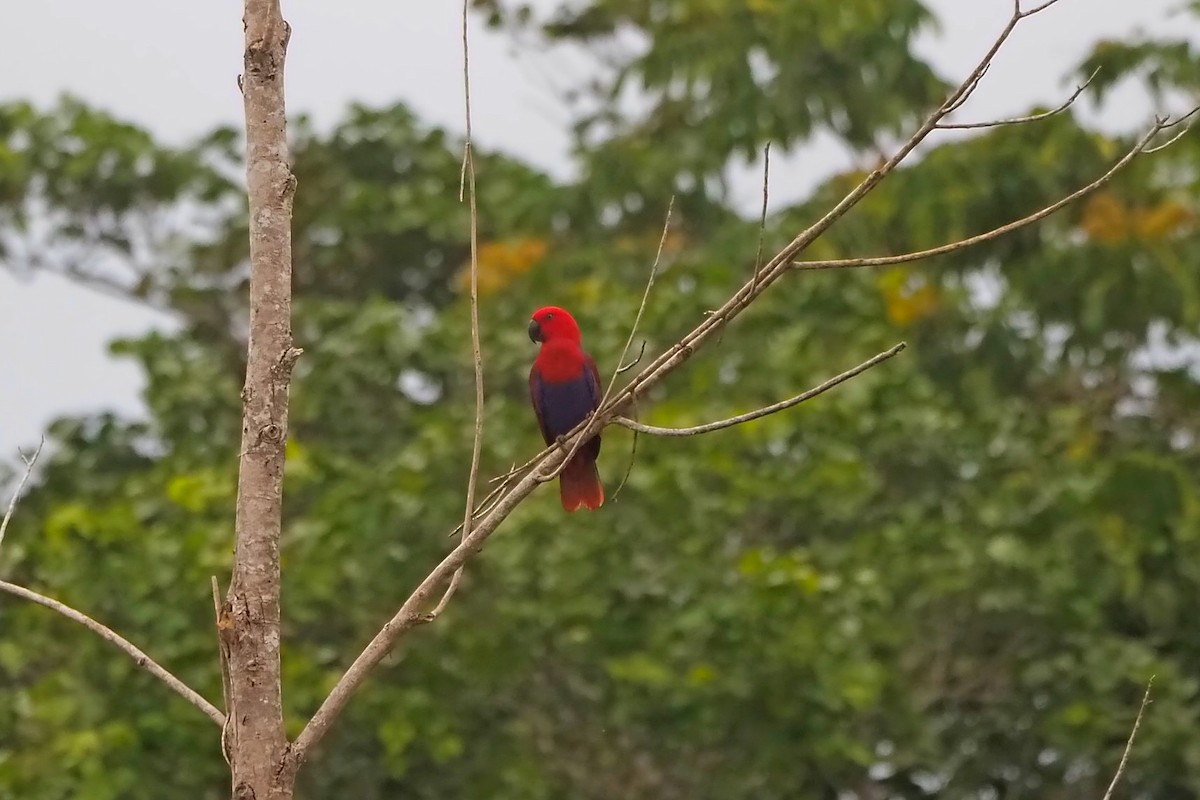 Papuan Eclectus - ML648034954