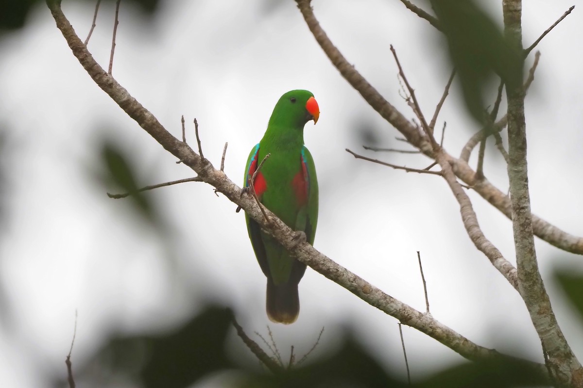 Papuan Eclectus - ML648034955
