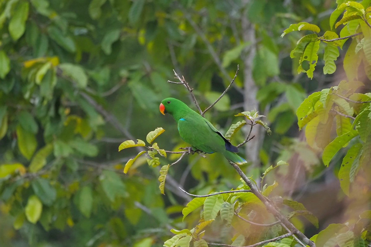 Papuan Eclectus - ML648034956