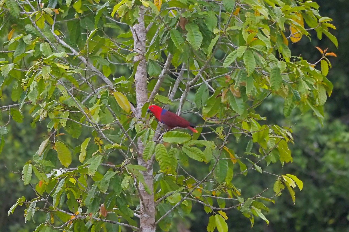 Papuan Eclectus - ML648034957