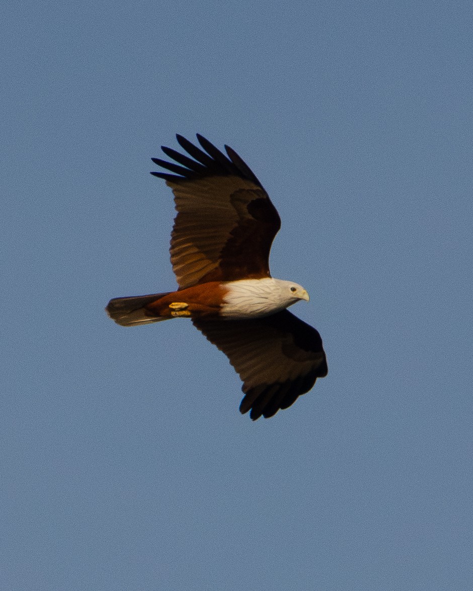 Браминский коршун - ML648035232