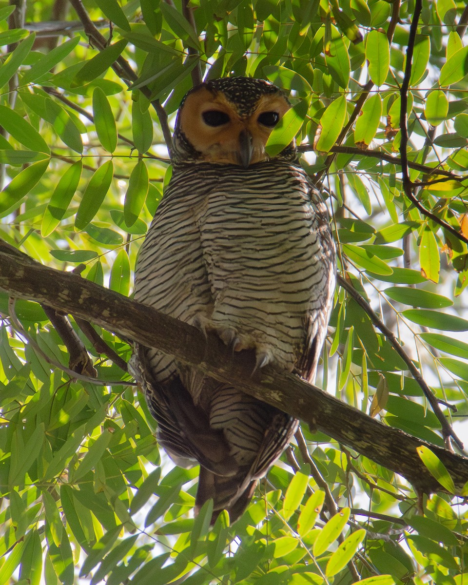 Пагодная неясыть - ML648035238