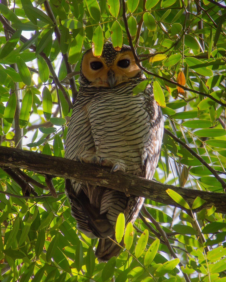 Пагодная неясыть - ML648035239