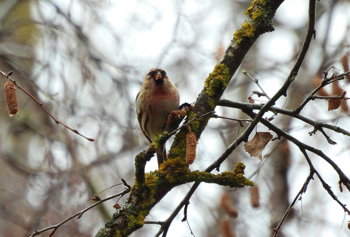 čečetka zimní - ML648035346