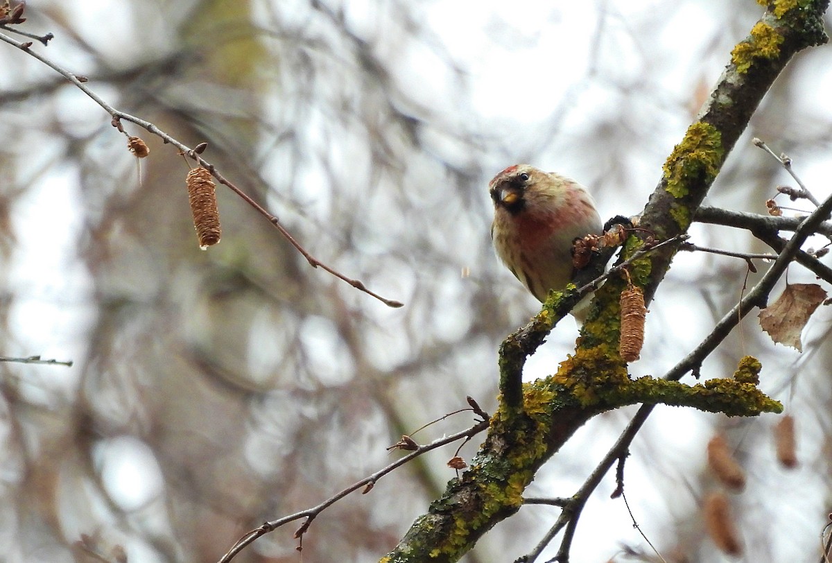 čečetka zimní - ML648035347