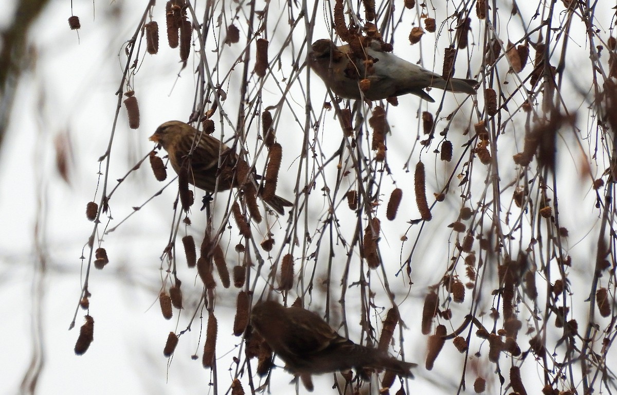 čečetka zimní - ML648035348