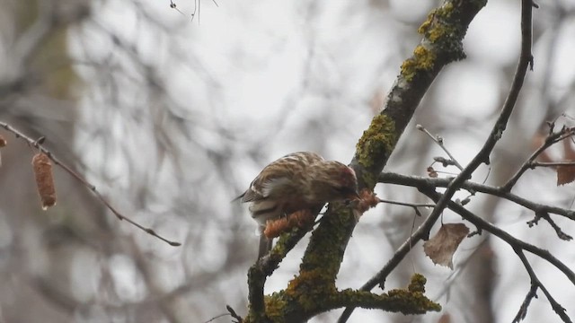 čečetka zimní - ML648035349