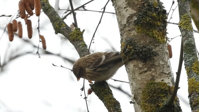 čečetka zimní - ML648035350