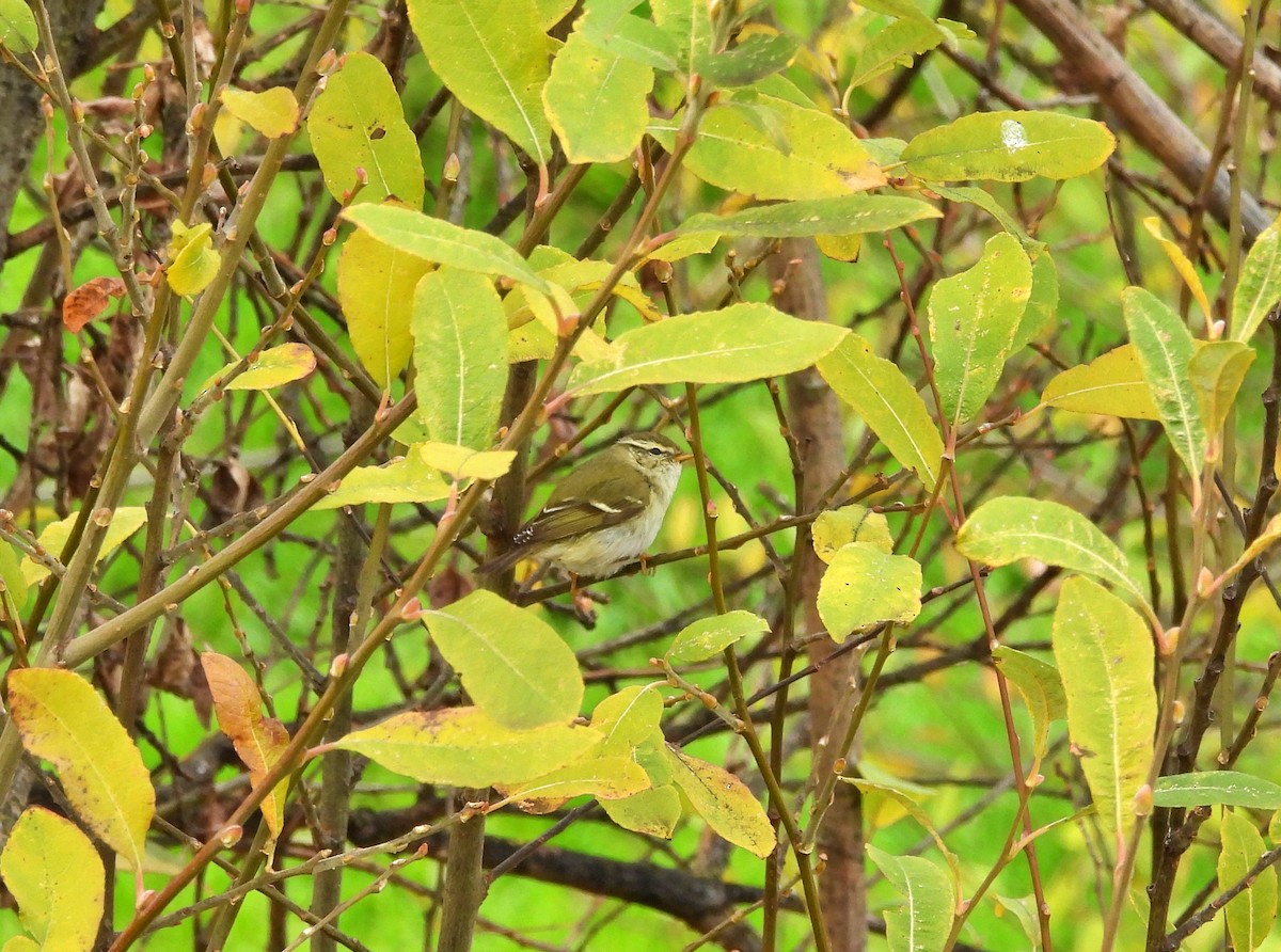 budníček pruhohlavý - ML648035478