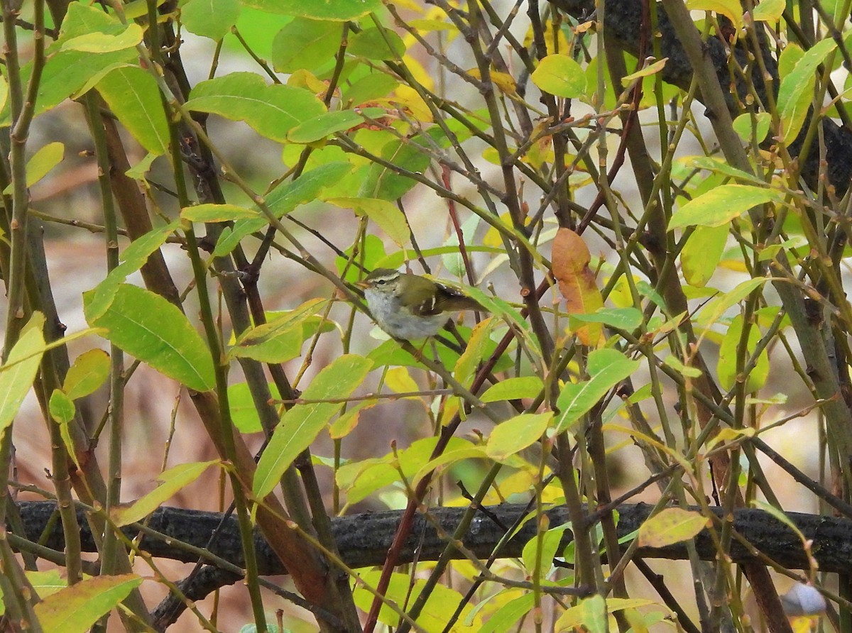 budníček pruhohlavý - ML648035479