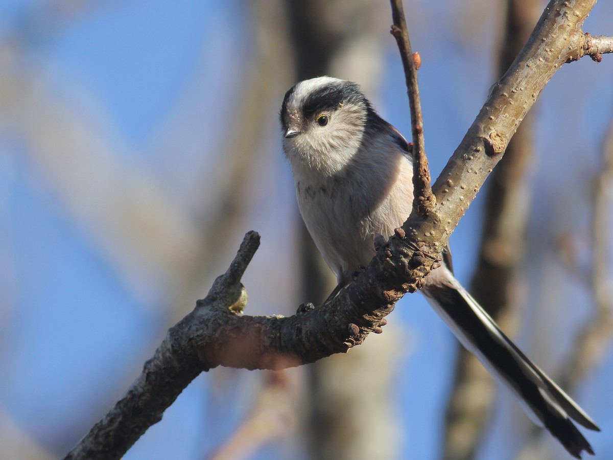 mlynařík dlouhoocasý [skupina europaeus] - ML648036108