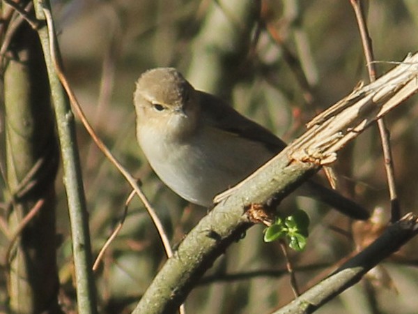 budníček menší - ML648036122