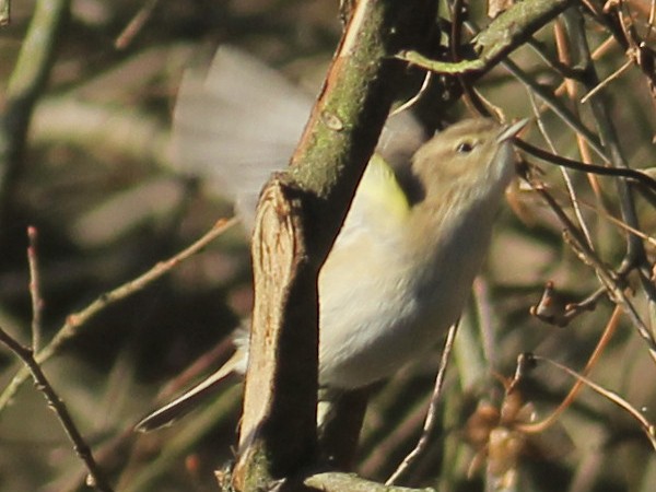 budníček menší - ML648036126