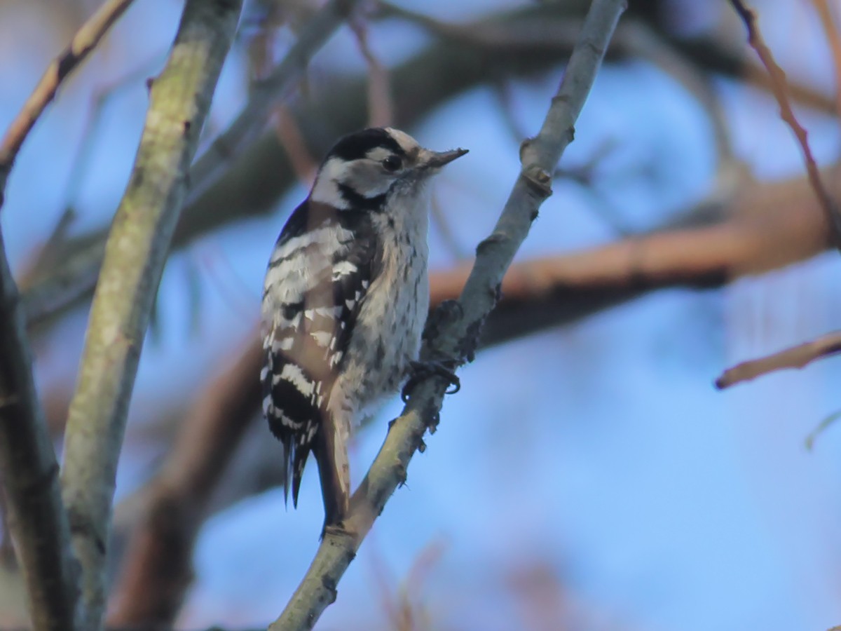 strakapoud malý - ML648036341