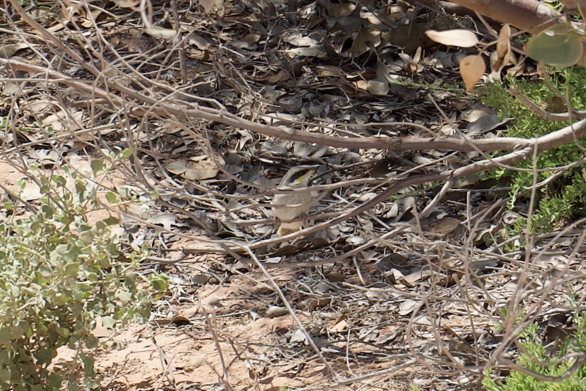 Singing Honeyeater - ML648036656