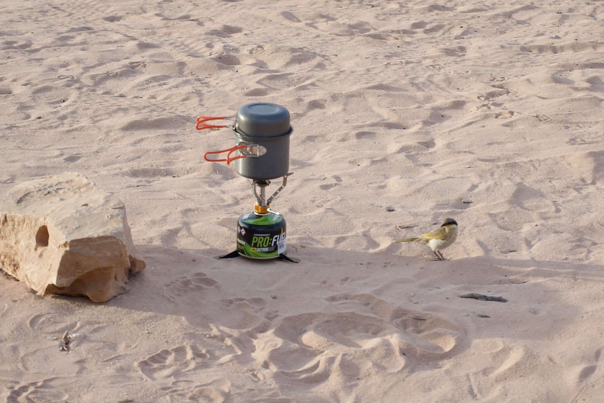 Singing Honeyeater - ML648036657