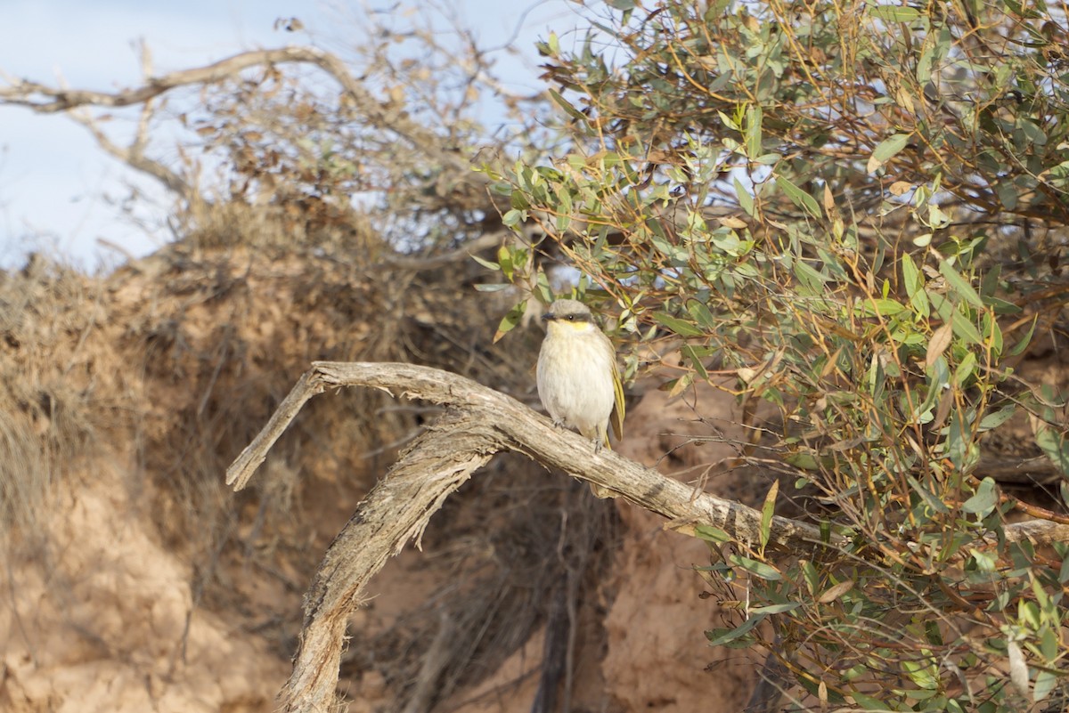 Singing Honeyeater - ML648036658
