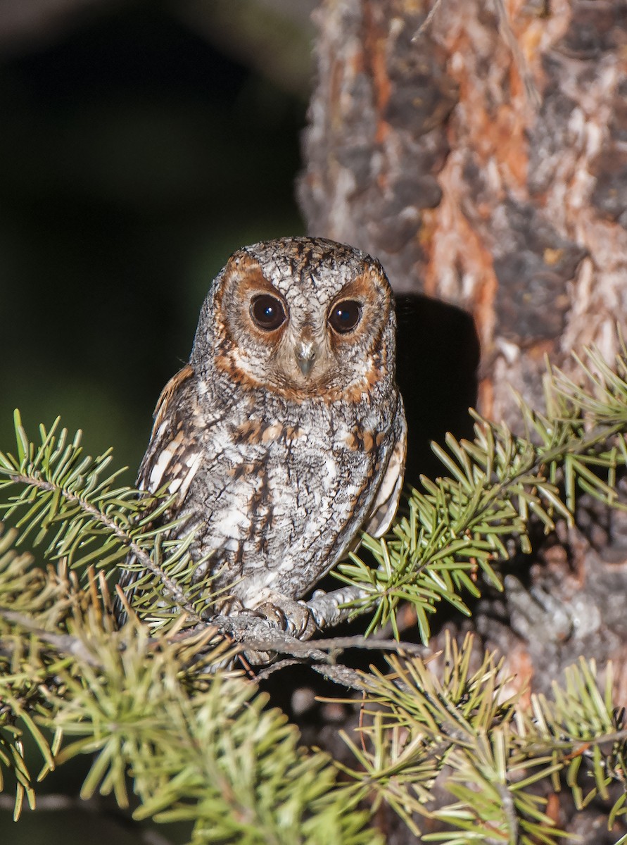 Flammulated Owl - ML64803721