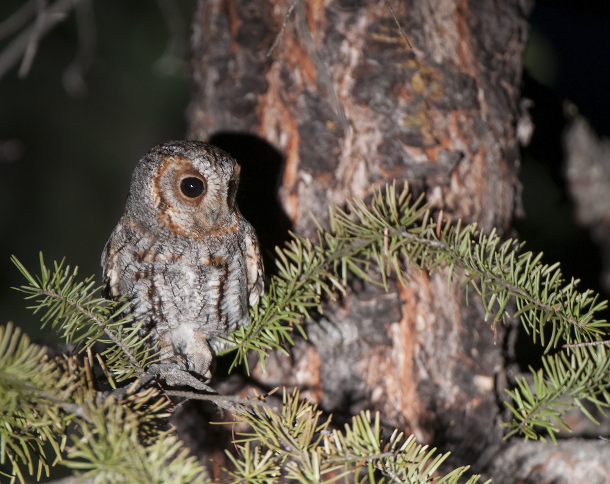 Flammulated Owl - ML64803771