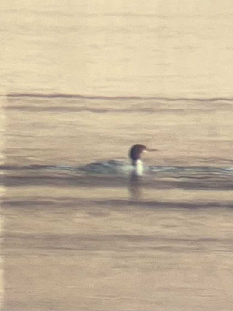Common Merganser - ML648037785